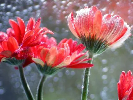 Cello With Rain for Sleep (8 Hour Version)