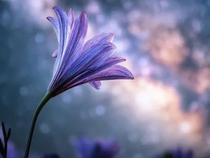 Cellular Regeneration Sleep Meditation For Physical Healing