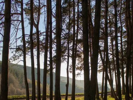 Celtic Harp Adventure