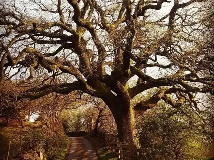 Celtic Harp & Marimba Muse