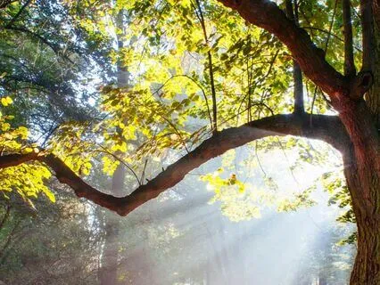 Celtic Oak Tree Meditation: Strength, Wisdom & Healing