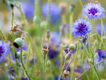 Centaurea - Music For Relaxation & Stress Relief
