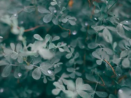 Center & Find Presence: Meditation