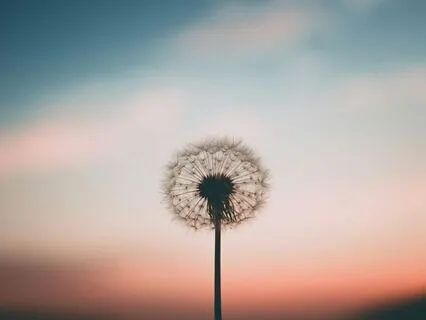 Centered: A Mindful Breath Journey