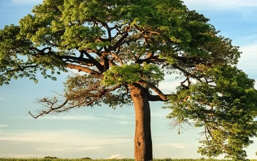 Centering & Grounding Breath Meditation