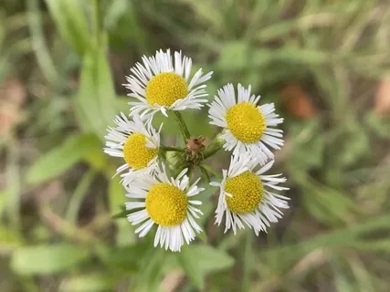 Centering And Grounding Guided Meditation