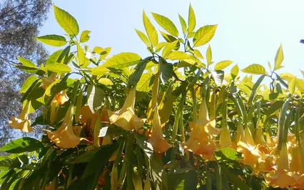 Centering As You Wake Meditation