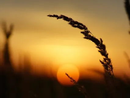 Centering Breath: A Meditation For Cultivating Presence