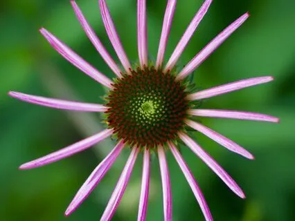 Centering: Ground, Intention, Choice And Response-ability