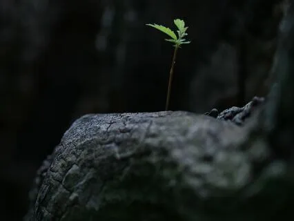 Centering In Presence ~ Connecting To What Matters Most