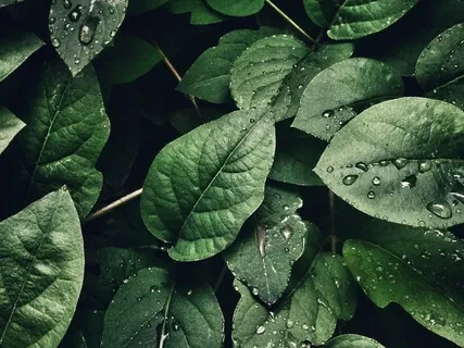 Centering In The Present Meditation