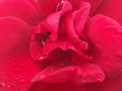 Centering In Your Artist Heart Anew