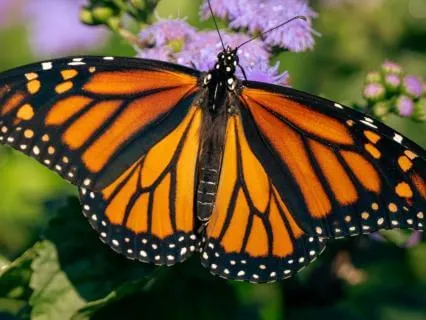 Centering Meditation: Returning To Yourself
