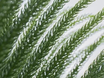 Centering The Storm (50-To-Zen Breath Countdown)