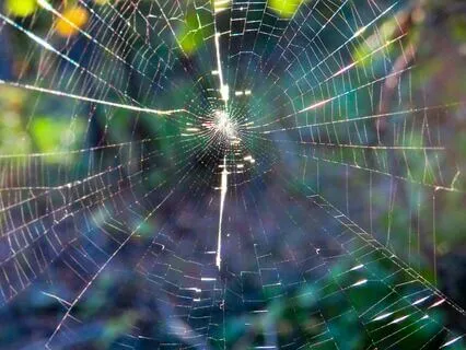 Centering Through Ventral Anchors