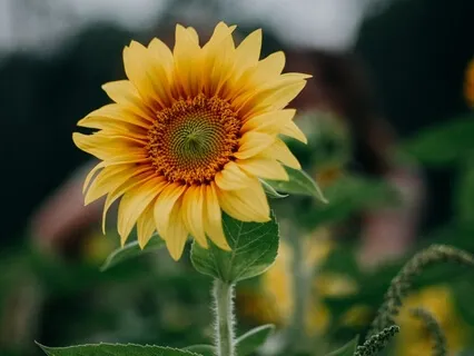Centering With Singing Bowls