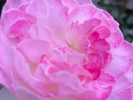 Certainty: Affirmations With The Angels