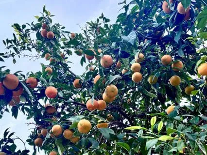 Certainty Beyond Logic Guided Visualization