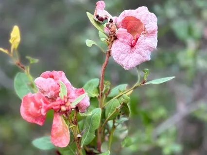 Chakra Activation Meditation