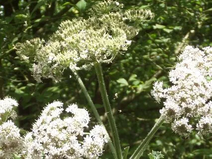 Chakra Alignment Garden Of Peace (No Music)