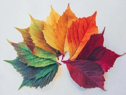 Chakra Balancing Gaia Connection