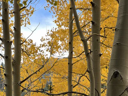 Chakra Balancing Guided Meditation