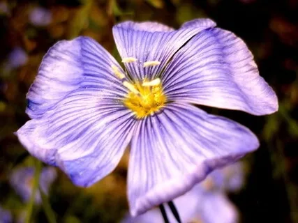 Chakra Balancing Meditation