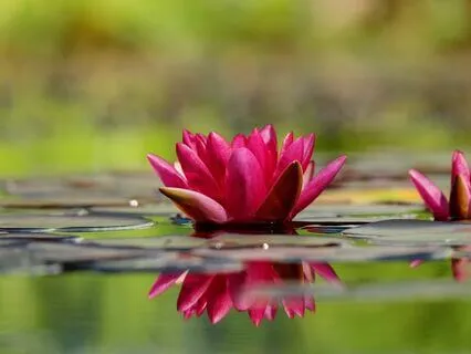 Chakra Dream Journey: Bathed In Rainbow Light