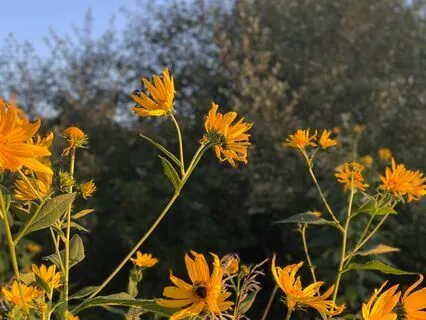 Chakra Balancing Sound Bath