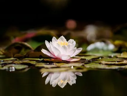 Chakra Balancing Yoga Nidra - Deep Rest