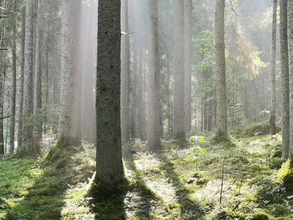 Guided Visualisation - Meet Your Spirit Animal & Chakra Cleansing 