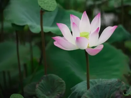 Cleanse & Activate Your Chakras