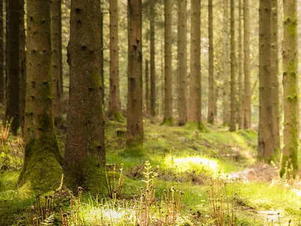 Chakra Dhyana By Sudha