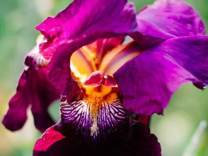 Chakra Dragon Energy Boost