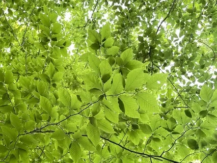 Chakra Elemental Embodiment