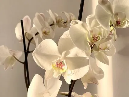 Chakra Energy Meditation