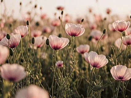 Chakra garganta (Vishuddha) 741 hz