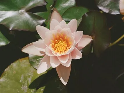 Chakra Grief Meditation & Akashic Journey Navigating Loss