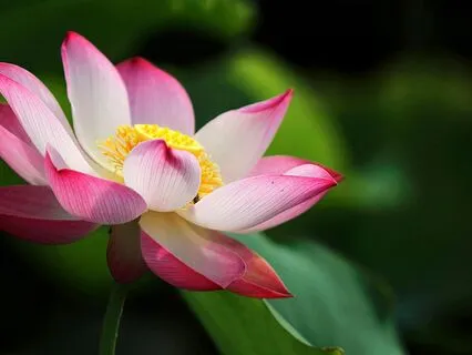 Chakra Healing Meditation