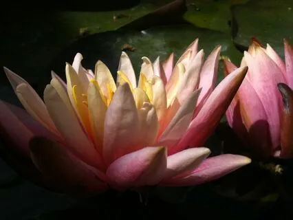 Chakra Mantras - Transcend | 432 Hz Binaural