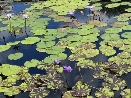 Chakra Meditation: Affirming Power & Healing