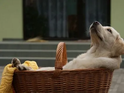 Chakra Meditation - Refresh & Reset