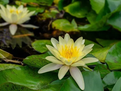 Chakra Meditation Series - Manipura/Solar Plexuas Chakra