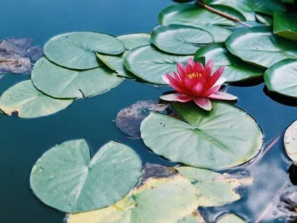 Chakra Meditation Series - Muladhara/Root Chakra