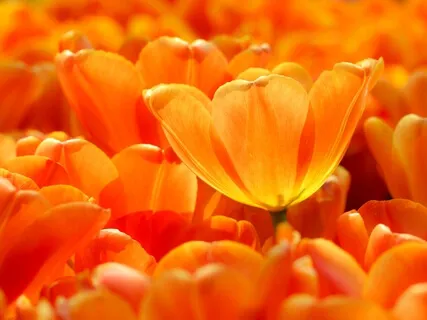 Chakra Meditation Sound For 2nd Chakra