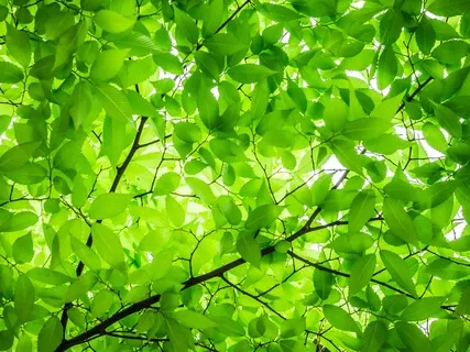 Chakra Meditation Sound For 4th Chakra(Heart Chakra)