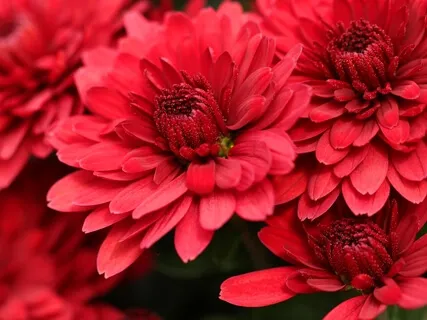 Chakra Meditation Sound For First Chakra