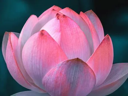 Chakra Meditation With Bīja Syllables