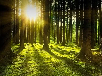 Chakra Nature Walk Guided Meditation