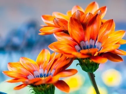 Chakra Renewal In Nature